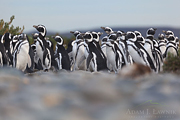 Aleja pingwinów. © Adam Ławnik