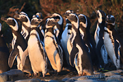 Wśród pingwinów. © Adam Ławnik