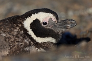 Pingwin. © Adam Ławnik