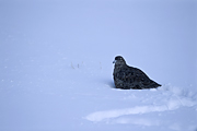 Kura na śniegu :-). © Łukasz Kuczkowski
